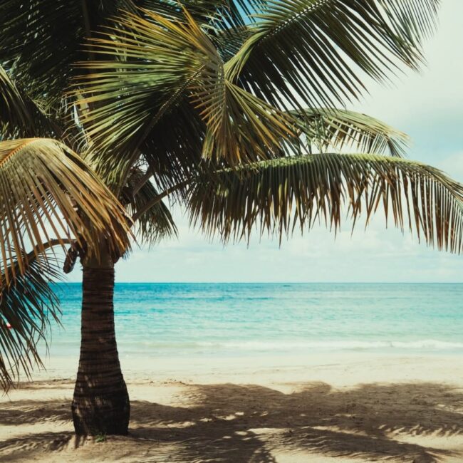 The 5th Element Festival Announces Return to Puerto Rico in 2027
